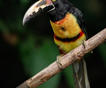 COSTA-RICA-DESTINATION