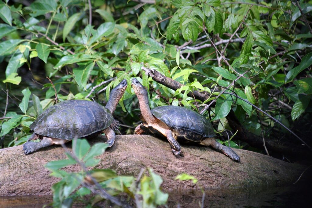 Tortugero
