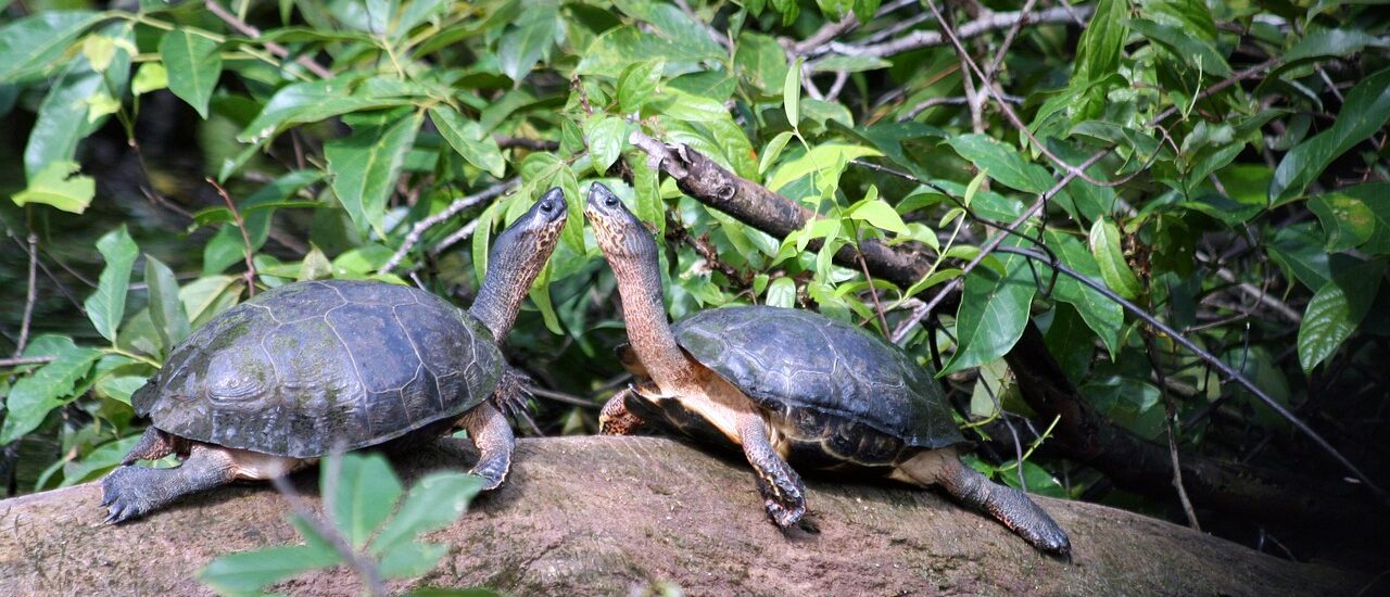Tortugero