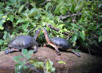 Tortugero
