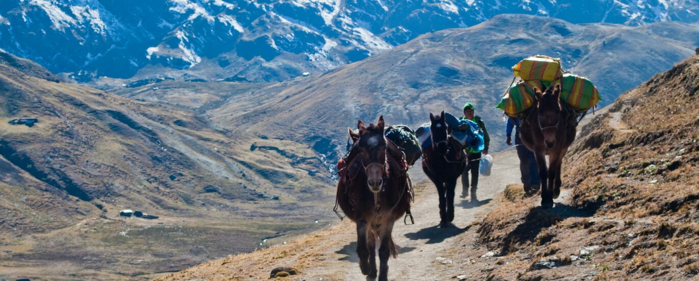 Andes ecology
