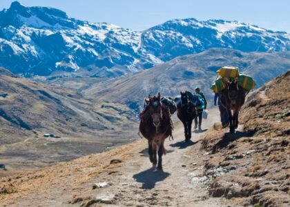 Andes ecology