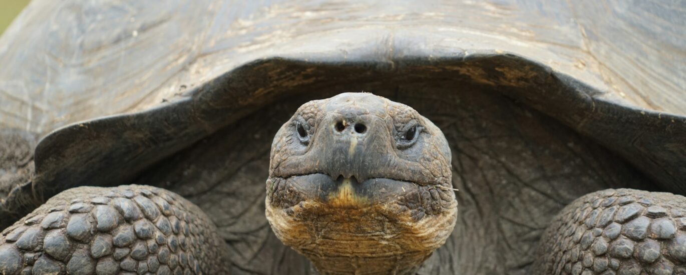 Explore how Galapagos Islands tours bring learning to life through Darwin’s legacy, nature, and wildlife for history and biology students.