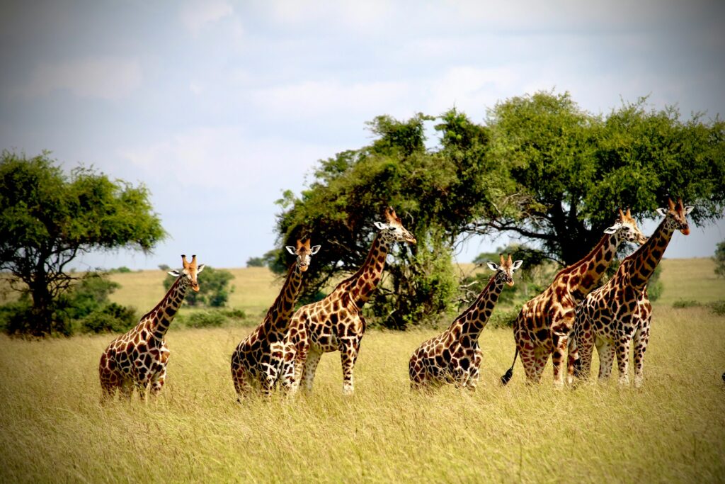 Tanzania wildlife
