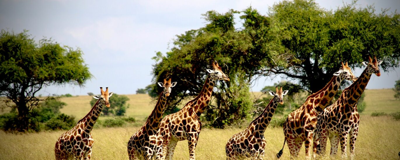 Tanzania wildlife