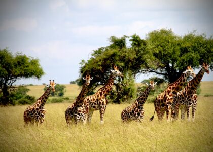 Tanzania wildlife