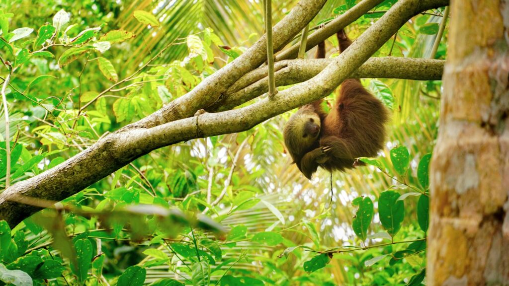 costa rica